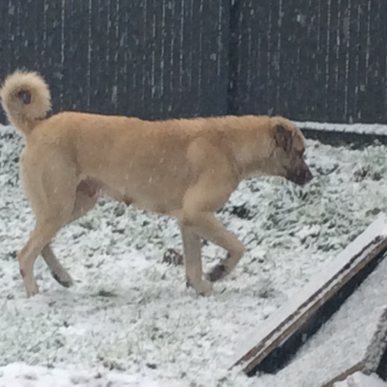 Image pour l'annonce Vends Chiots Berger d’anatolie
