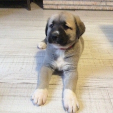 Image pour l'annonce Vends Chiots Berger d’anatolie