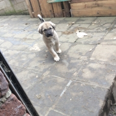 Image pour l'annonce Vends Chiots Berger d’anatolie