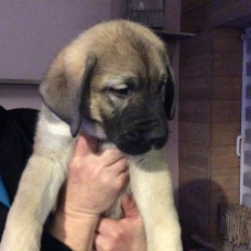 Image pour l'annonce Vends Chiots Berger d’anatolie