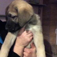 Image pour l'annonce Vends Chiots Berger d’anatolie