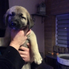 Image pour l'annonce Vends Chiots Berger d’anatolie