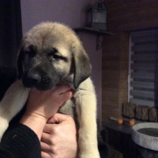 Image pour l'annonce Vends Chiots Berger d’anatolie