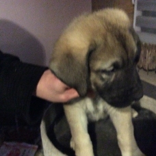 Image pour l'annonce Vends Chiots Berger d’anatolie