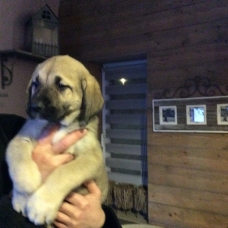 Image pour l'annonce Vends Chiots Berger d’anatolie