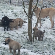 Image pour l'annonce Vends Chiots Berger d’anatolie