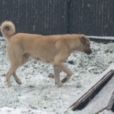 Image pour l'annonce Vends Chiots Berger d’anatolie