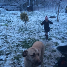 Image pour l'annonce Vends Chiots Berger d’anatolie