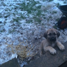 Image pour l'annonce Vends Chiots Berger d’anatolie