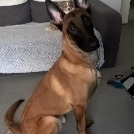 Image pour l'annonce donne berger belge malinois (val d oise)