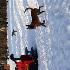 Image pour l'annonce donne berger belge malinois (val d oise)