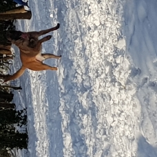 Image pour l'annonce donne berger belge malinois (val d oise)
