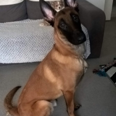 Image pour l'annonce donne berger belge malinois (val d oise)