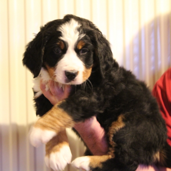Image pour l'annonce Chiot Bouvier Bernois LOF disponible le 12/02/2018