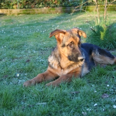 Image pour l'annonce VEND 2 Chiots Berger Allemand