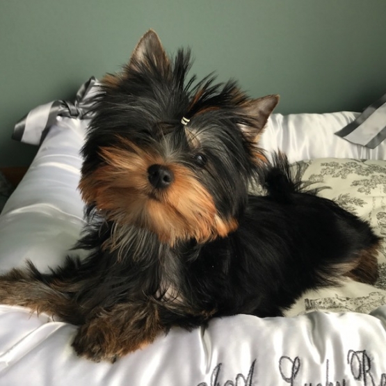 Image pour l'annonce petit mâle Yorkshire Terrier