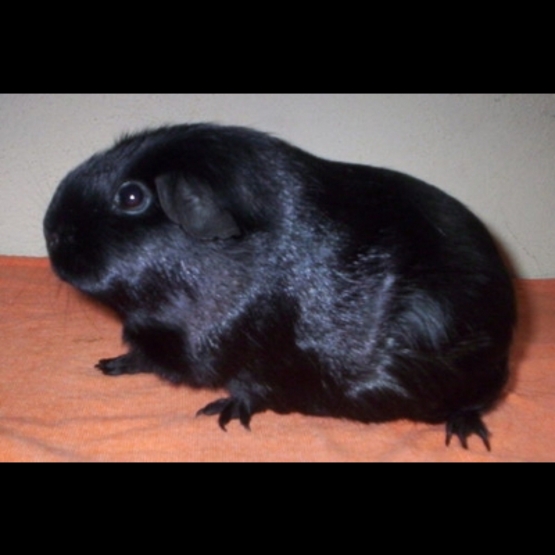 Image pour l'annonce Vend cochon d Inde + cage et accessoires