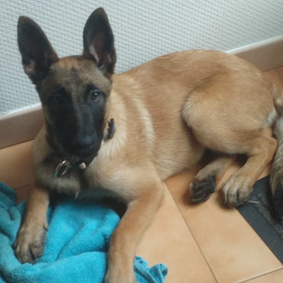 Image pour l'annonce Malinois