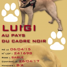 Image pour l'annonce Propose saillie labrador mâle L.O.F et confirmé