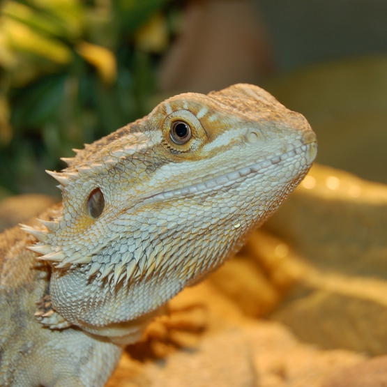 Image pour l'annonce Pogona
