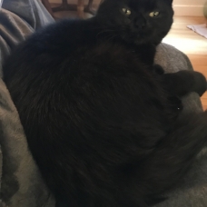 Image pour l'annonce chat male de 8 mois à donner