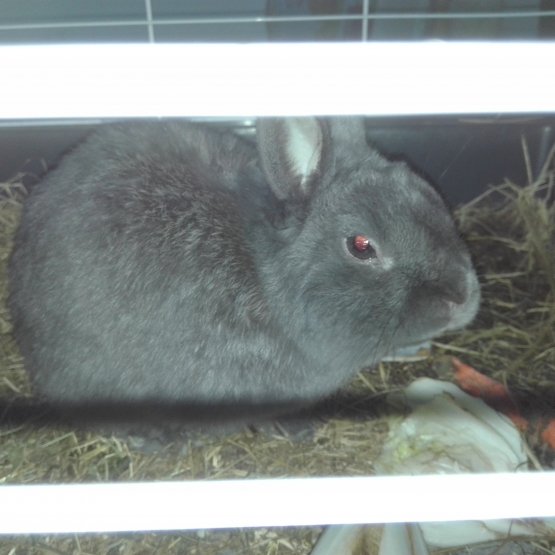 Image pour l'annonce Donne lapin noir