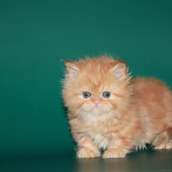 Image pour l'annonce venez découvrir un chat à pattes courtes