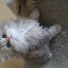 Image pour l'annonce venez découvrir un chat à pattes courtes
