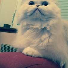 Image pour l'annonce venez découvrir un chat à pattes courtes