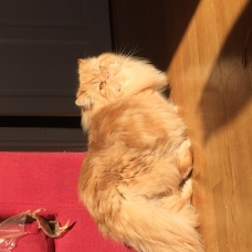 Image pour l'annonce venez découvrir un chat à pattes courtes