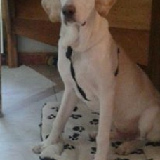Image pour l'annonce donne un labrador croisé braque