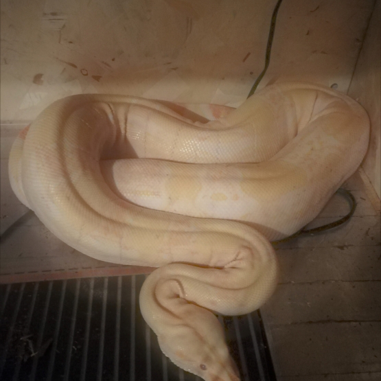 Image pour l'annonce Serpent boa albinos
