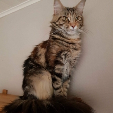 Image pour l'annonce Cherche mâle maine coon pour saillie