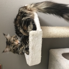Image pour l'annonce Cherche mâle maine coon pour saillie