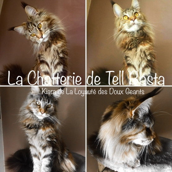 Image pour l'annonce Recherche pour saillie mâle maine coon Loof