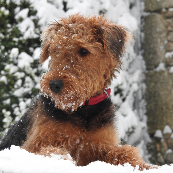 Image pour l'annonce vens Airedale terrier Femelle