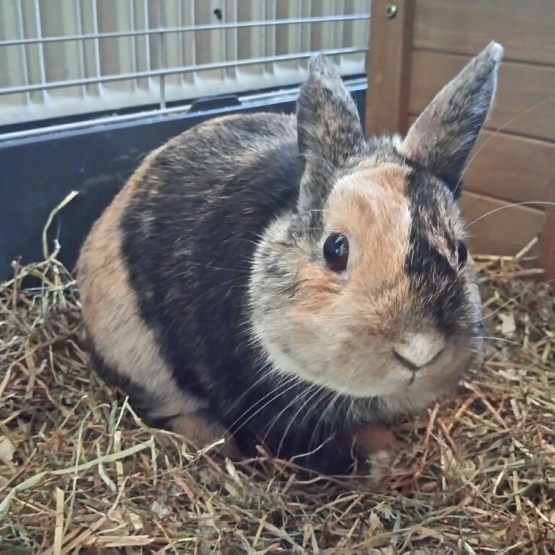 Image pour l'annonce Lapine naine à donner