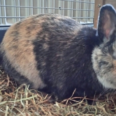 Image pour l'annonce Lapine naine à donner