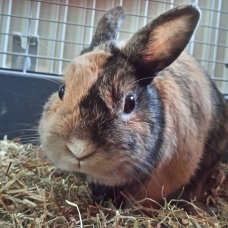 Image pour l'annonce Lapine naine à donner