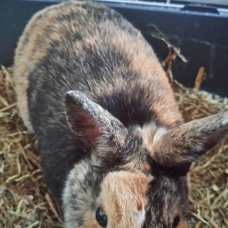 Image pour l'annonce Lapine naine à donner