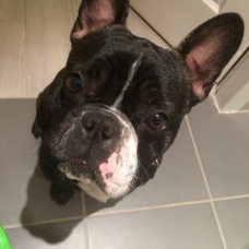 Image pour l'annonce bouledogue francais