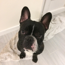 Image pour l'annonce bouledogue francais
