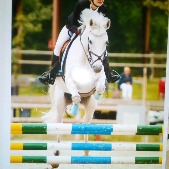 Image pour l'annonce Vend cheval (hongre)
