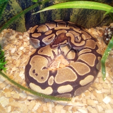 Image pour l'annonce Vends python royal