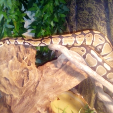 Image pour l'annonce Vends python royal