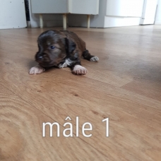 Image pour l'annonce Donne chiots contre bons soins