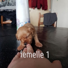 Image pour l'annonce Donne chiots contre bons soins