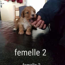 Image pour l'annonce Donne chiots contre bons soins