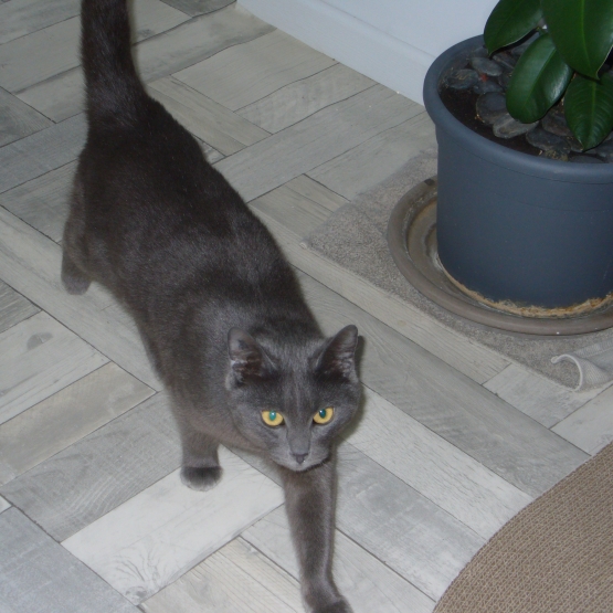 Image pour l'annonce DONNE TYPE CHARTREUX FEMELLE 3a