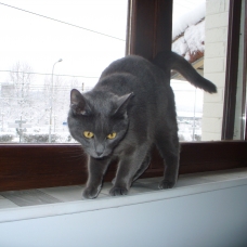 Image pour l'annonce DONNE TYPE CHARTREUX FEMELLE 3a